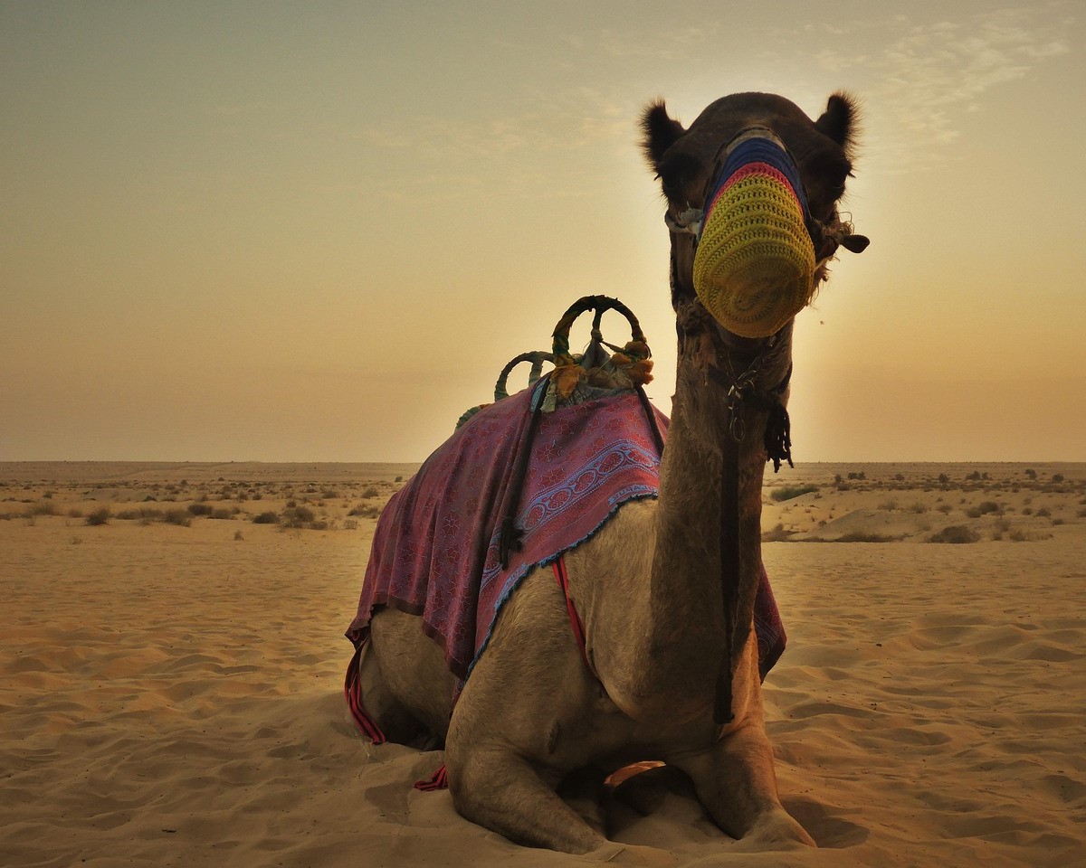 camel-1009678_1280.jpg