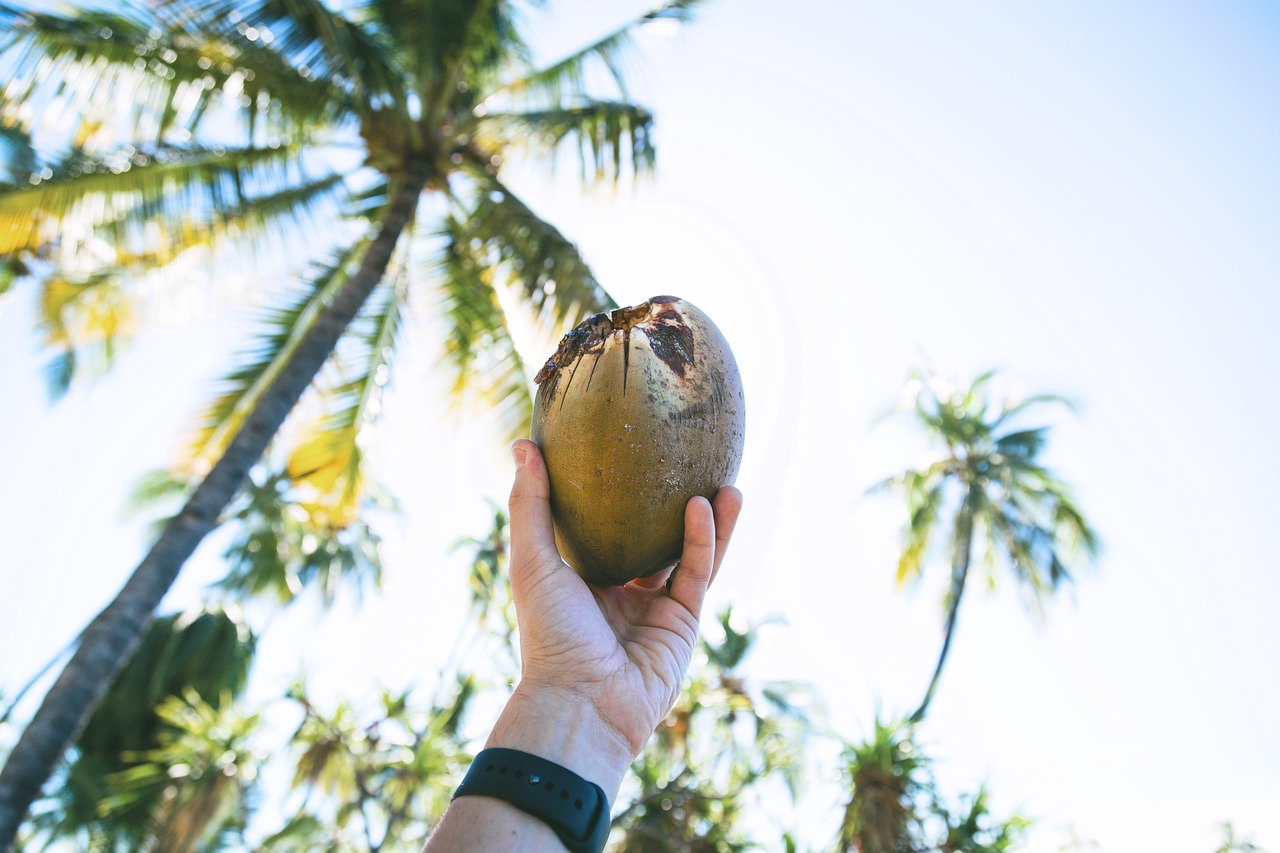 coconut-2594711_1280.jpg