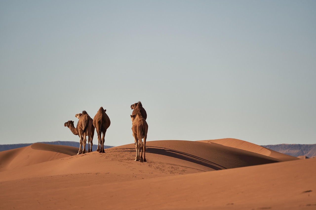 wolfgang_hasselmann-camels-4134934_1280.jpg